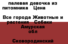 палевая девочка из питомника › Цена ­ 40 000 - Все города Животные и растения » Собаки   . Амурская обл.,Сковородинский р-н